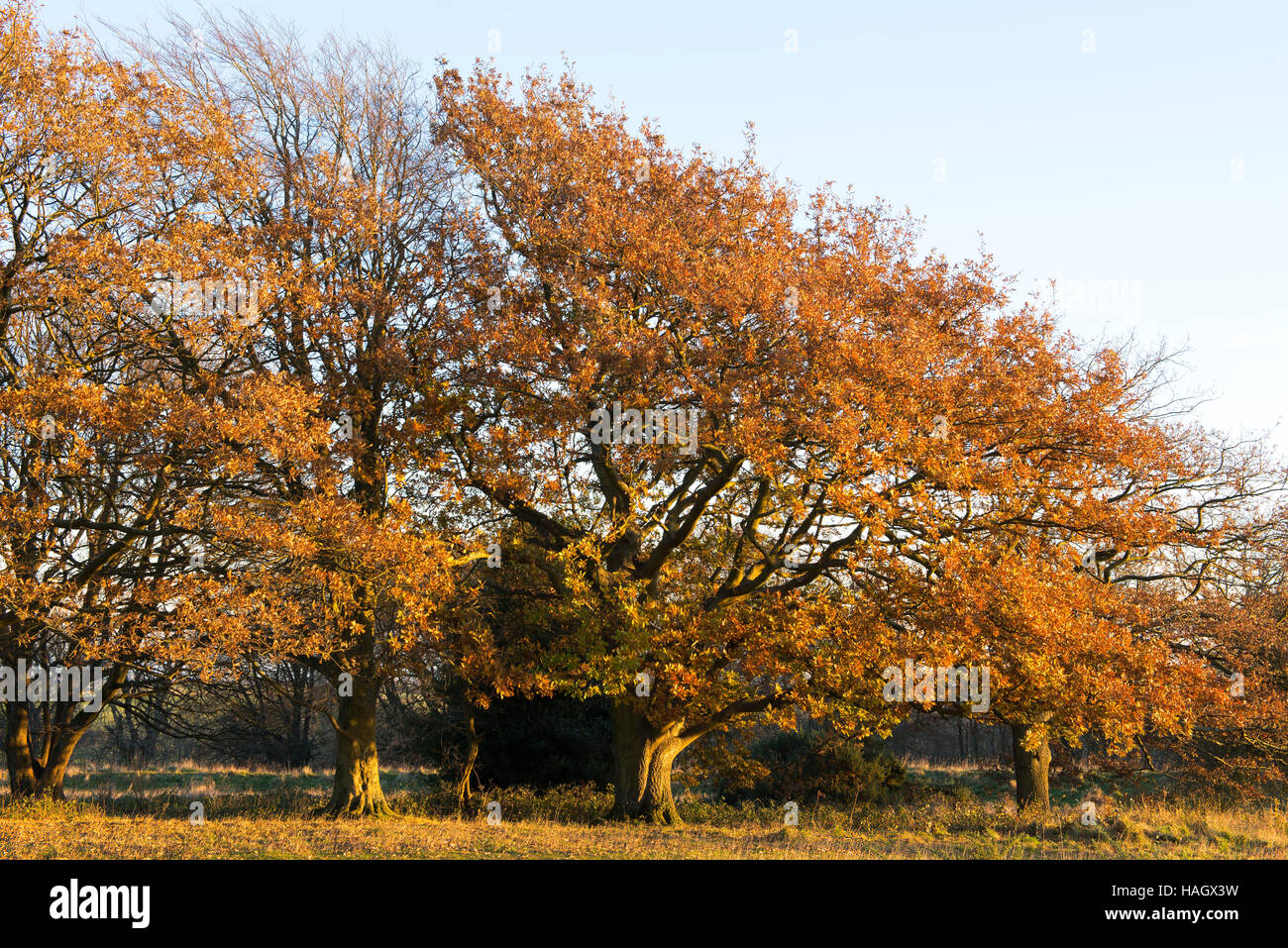 Eiche Bäume innerhalb des Gehäuses der Cissbury Ring, der zweitgrößte Eisenzeit Wallburg in England, im Spätherbst Stockfoto