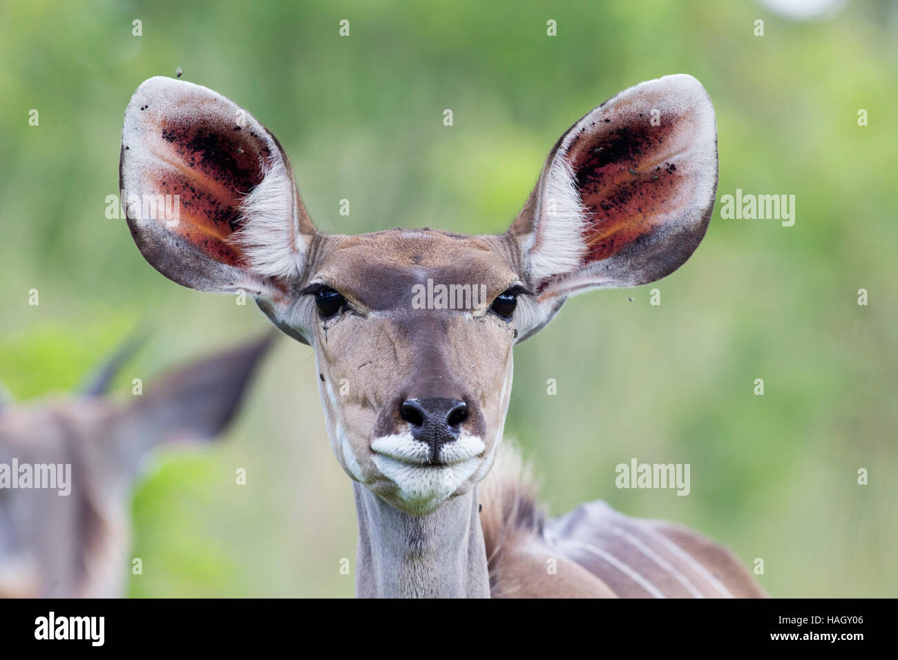 Größere Kudu (Tragelaphus Strepsiceros) Kopf und Schulter Foto im Krüger Nationalpark, Südafrika. Stockfoto