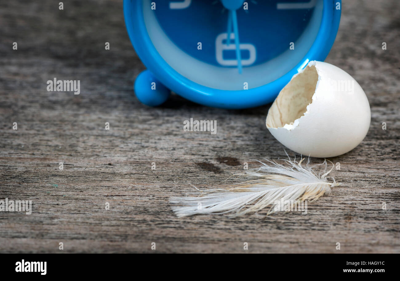 leere Eierschale und Feder auf hölzernen Hintergrund des Vogels. Stockfoto