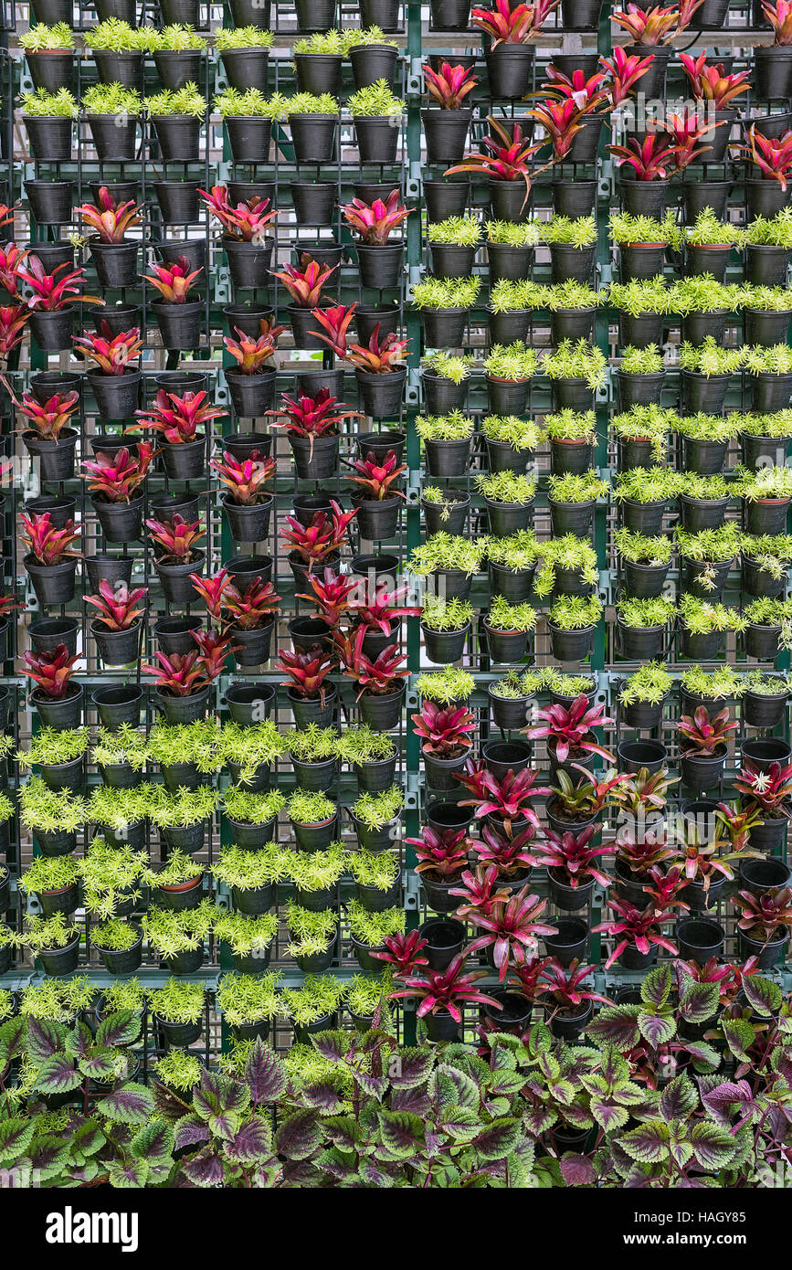 Verschiedenen Topfpflanze als Wanddekoration aufhängen Stockfoto