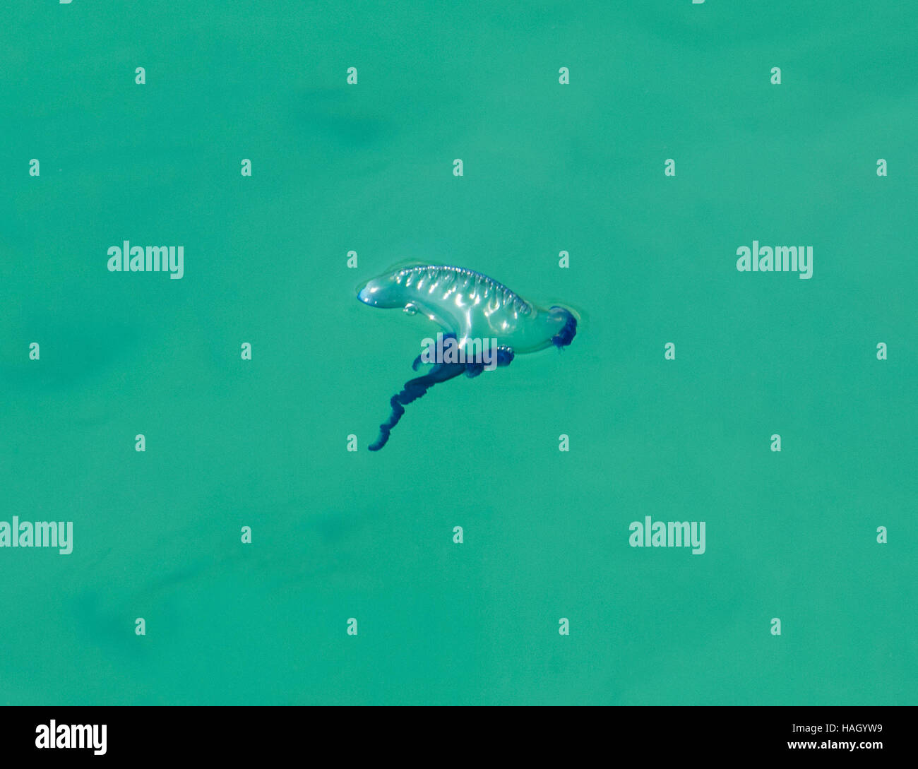 Zusammenarbeit Quallen (Physalia Physalis) schwimmend im Meer, Lord-Howe-Insel, New-South.Wales, NSW, Australien Stockfoto