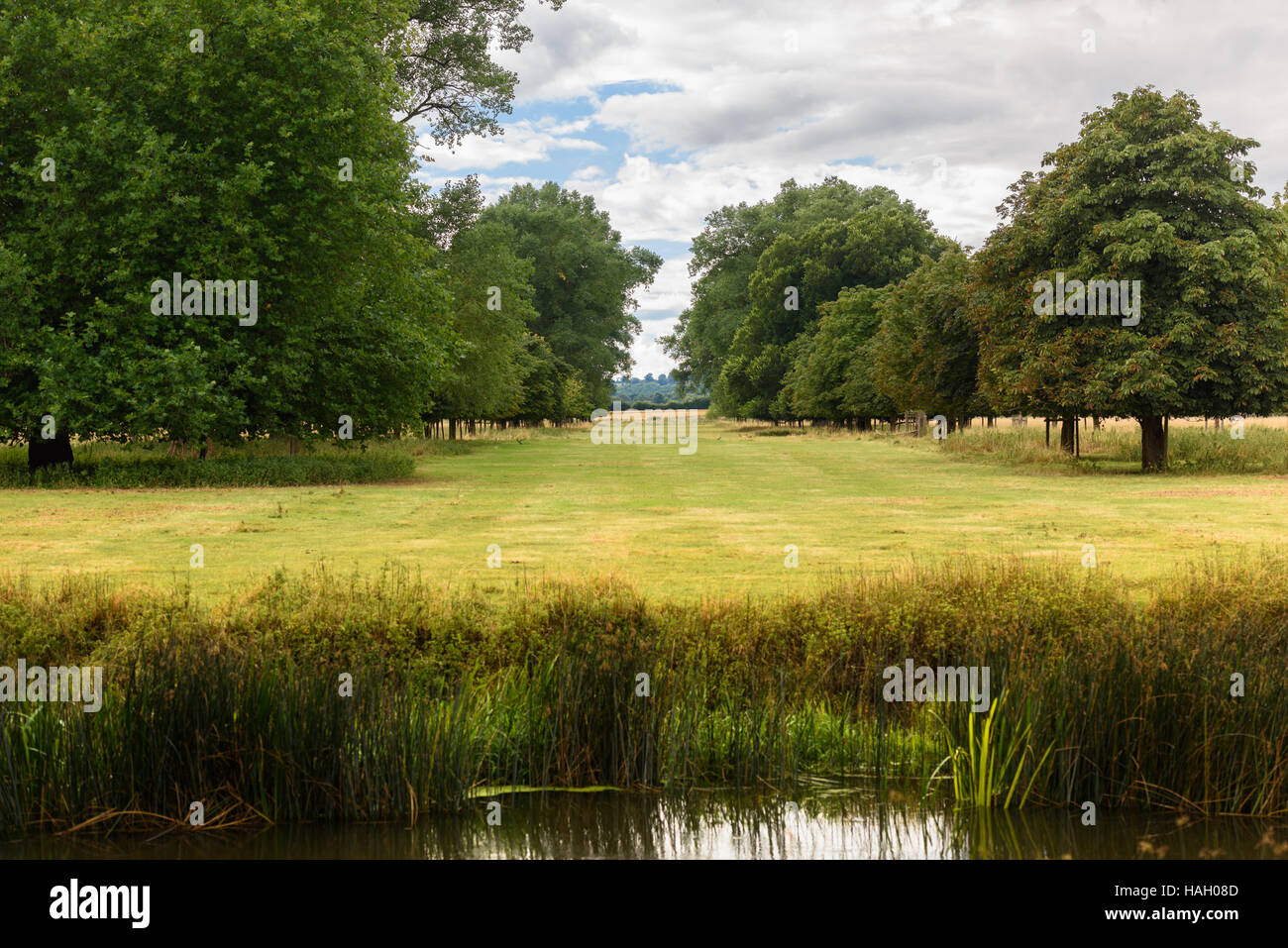 Allee der Bäume in der englischen Landschaft an einem Sommertag Fuß Stockfoto