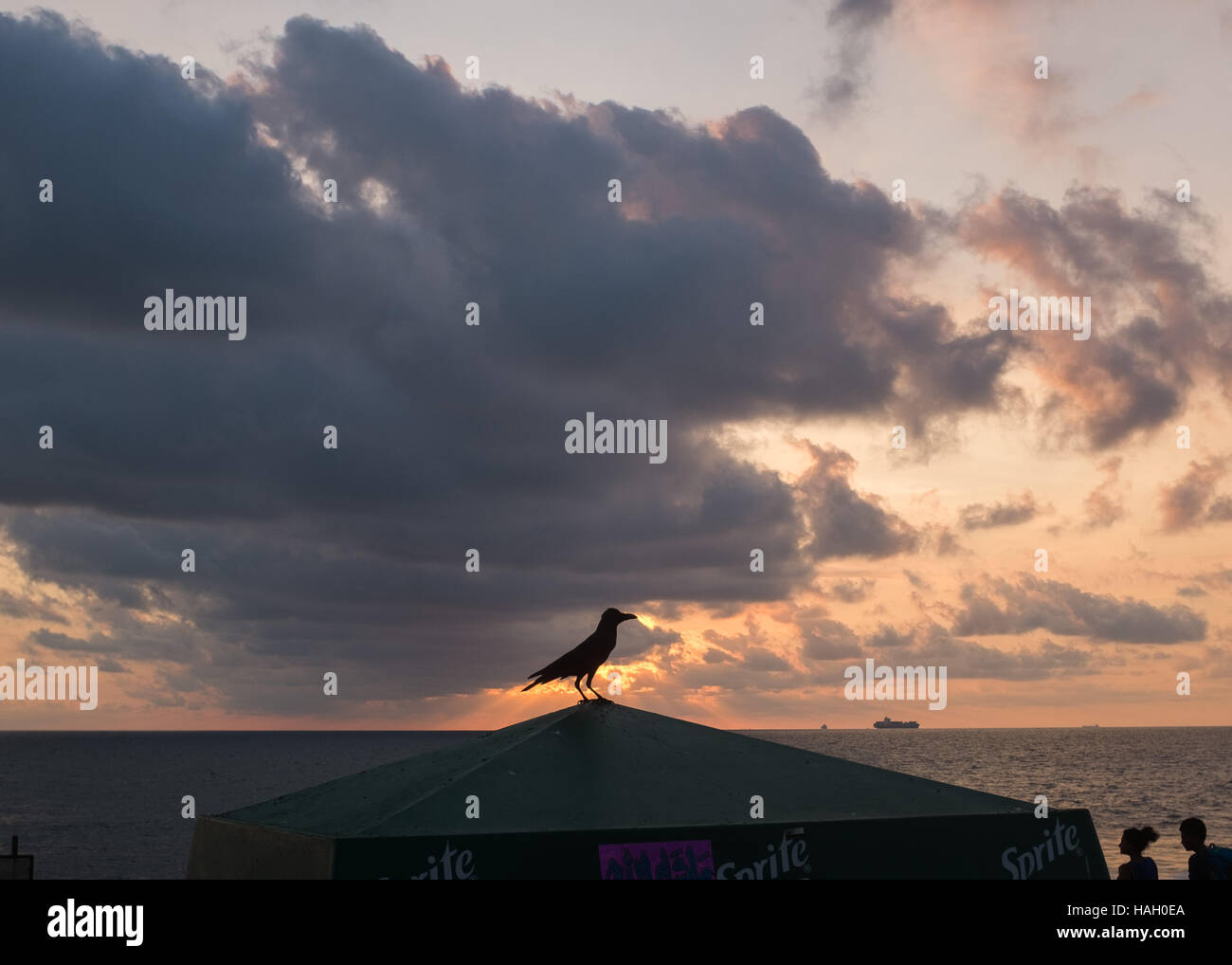 Silhouette eines Vogels auf einem Dach bei Sonnenuntergang, Galle Face Green, Colombo, Sri Lanka. Stockfoto