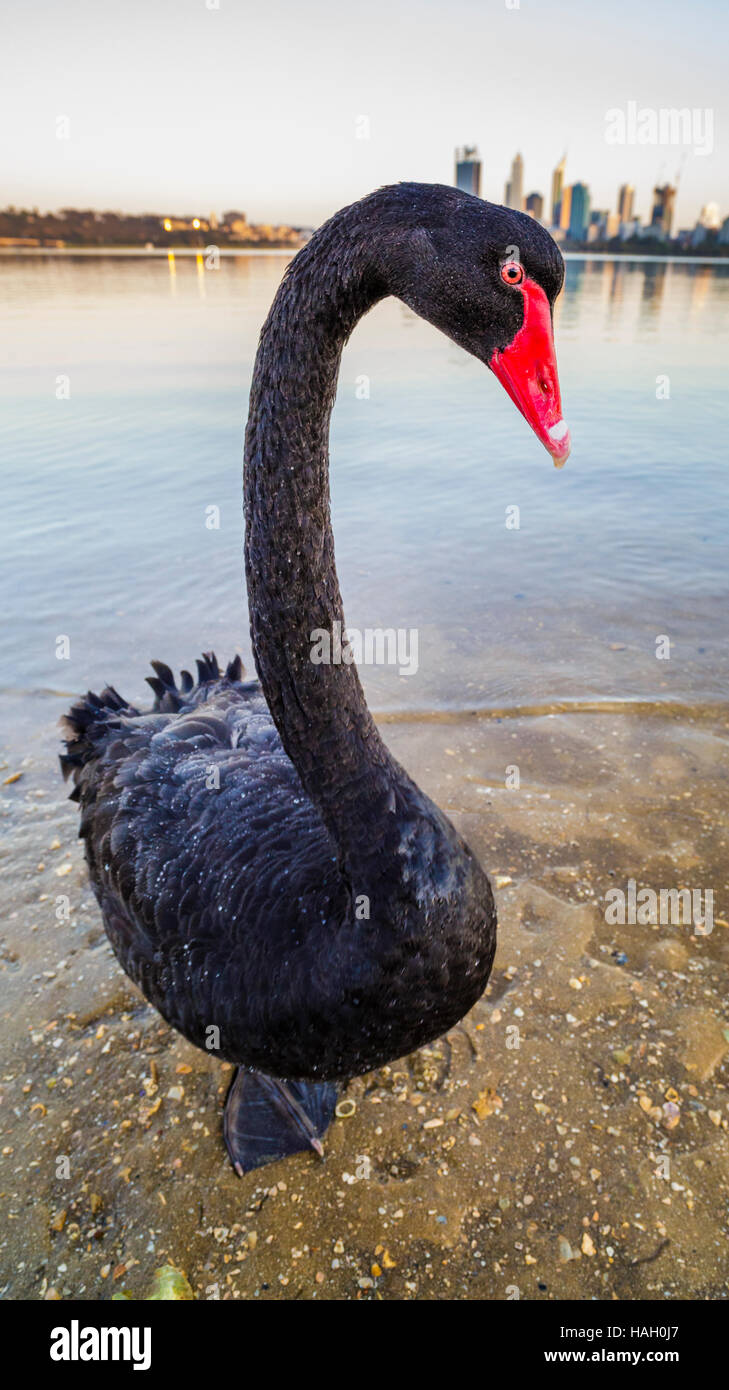 Ein schwarzer Schwan (Cygnus atratus) an den Ufern des Swan River. Stockfoto