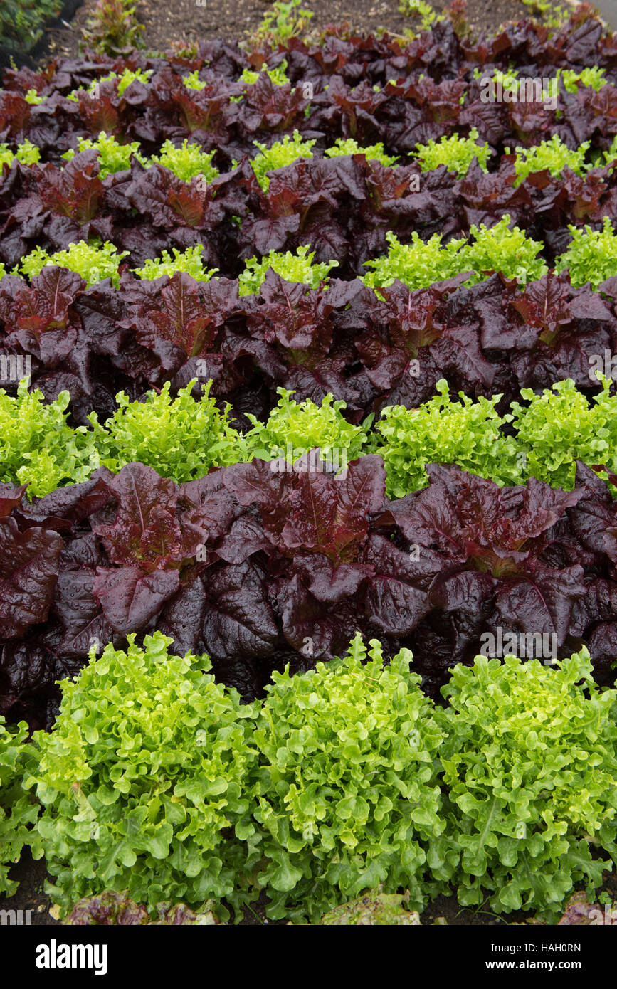 Hintergrund oder Textur der rote und grüne Salate (Lactuca Sativa) wächst in den Zeilen in den Boden Stockfoto