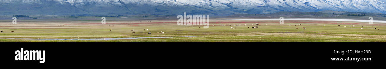 Patagonien, Argentinien, Südamerika: wilde Pferde grasen im Los Gletscher Nationalpark, einem geschützten Bereich in Argentinien Stockfoto
