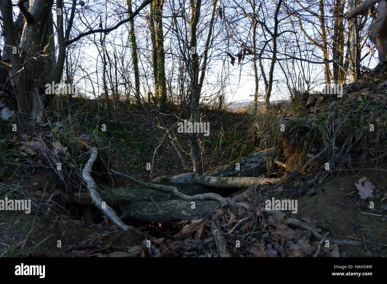 Stumpf und alten Zweige in einem hohlen Hain, verursacht durch Regen Stockfoto