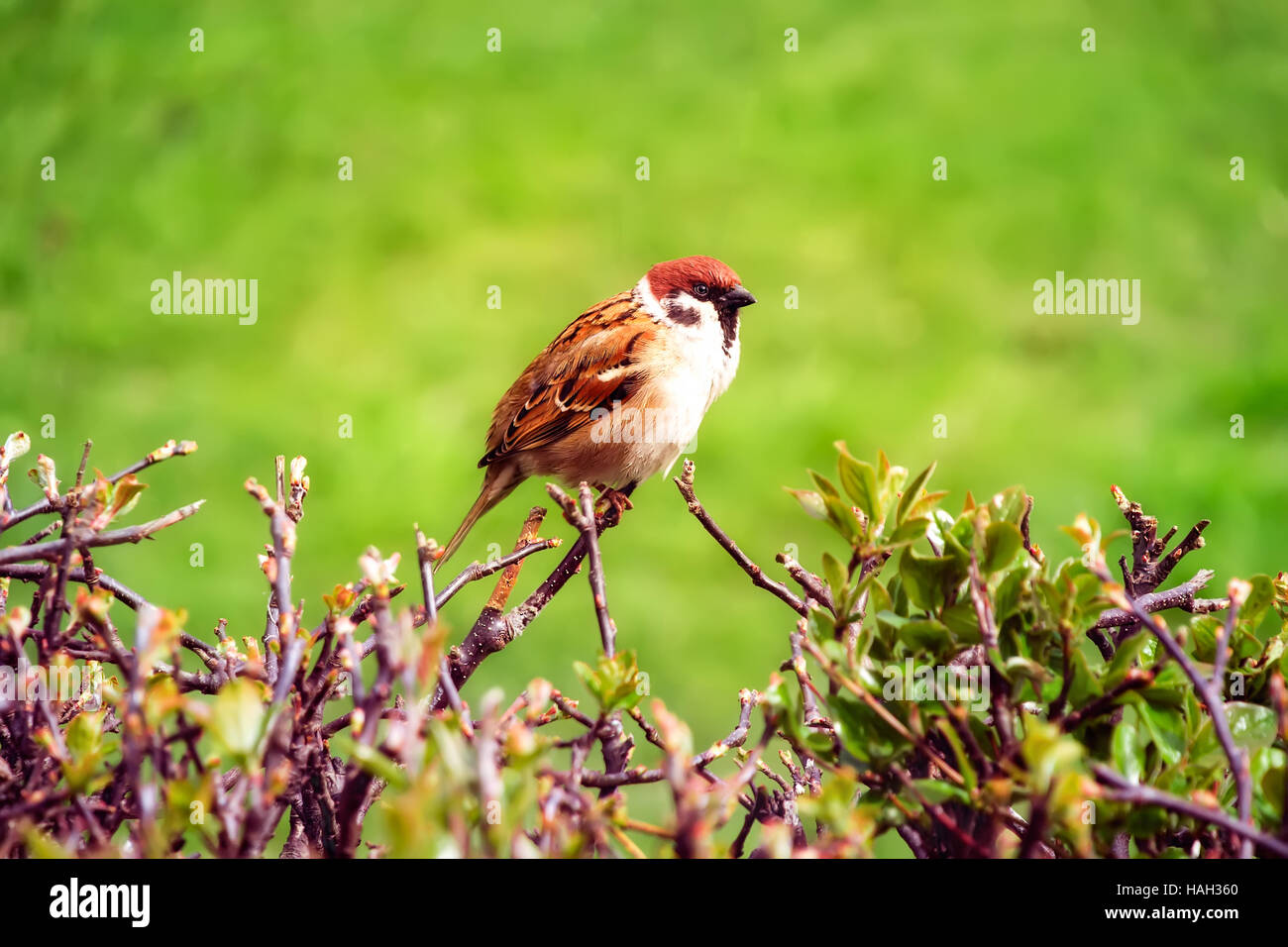 Ein Vogel in den Zweigen eines Busches auf einem hellen grünen Hintergrund entspringen, blühen die Knospen, junge Blätter Stockfoto