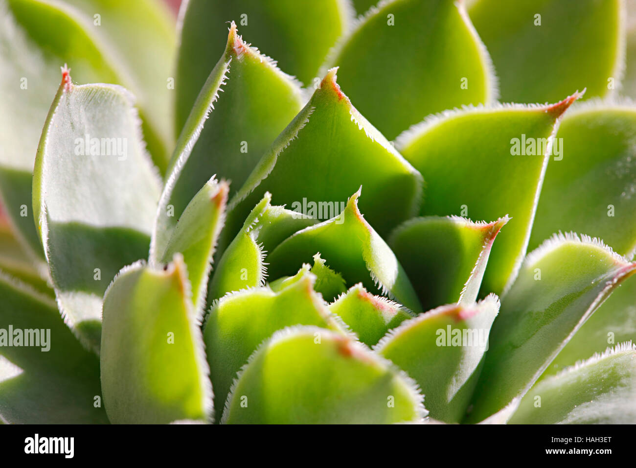 Kaktus Sempervivum Tectorum hautnah Stockfoto