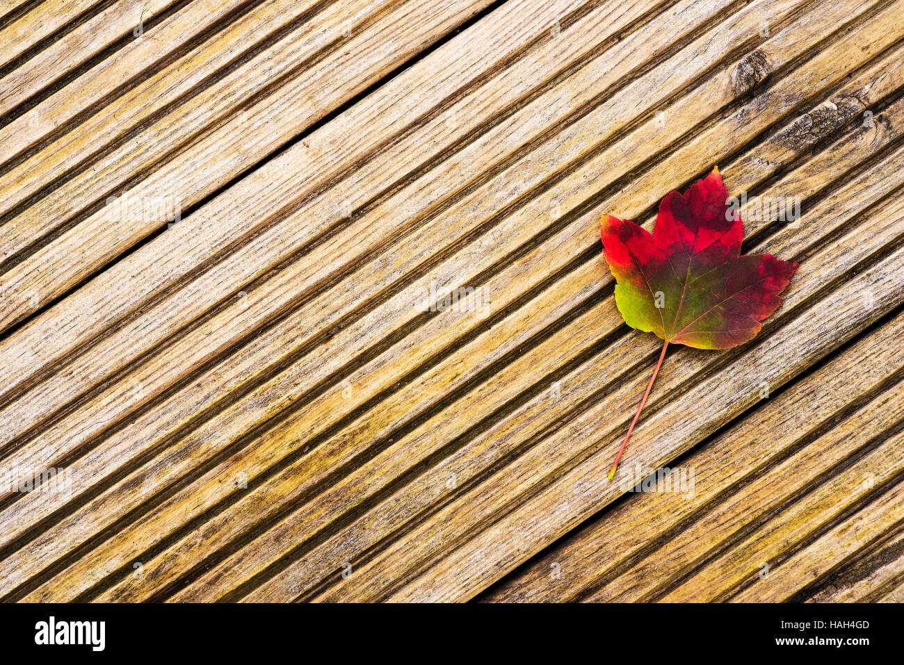 Einzelnes Blatt von Acer Rubrum Oktober Glory auf verwitterten Terrassendielen. Stockfoto