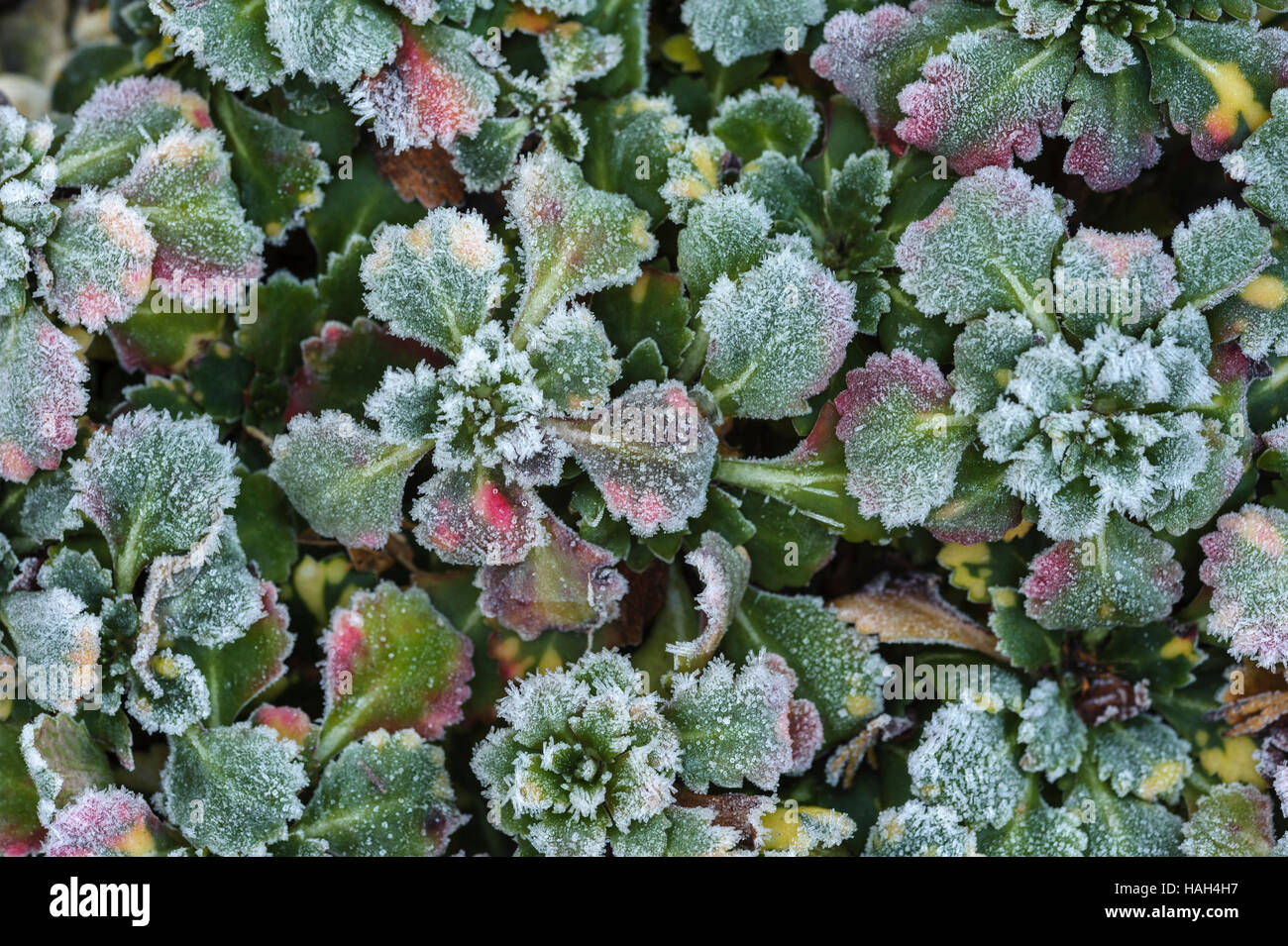 Herbst Frost auf einer Pflanze Steinbrech. Stockfoto