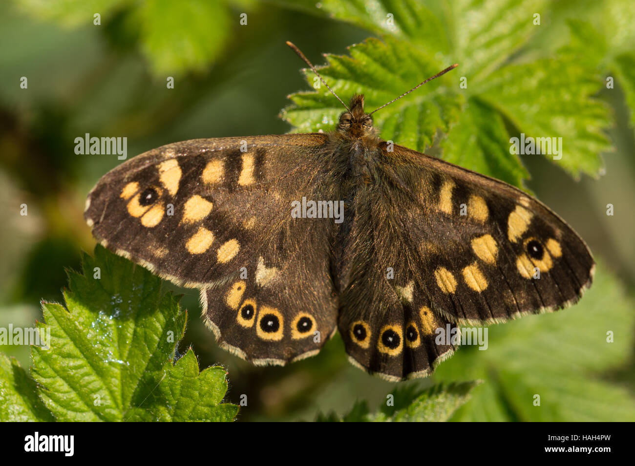 Speckled Wood (Pararge Aegeria) Schmetterling seine Flügel öffnen Sie auf einem Blatt. Stockfoto