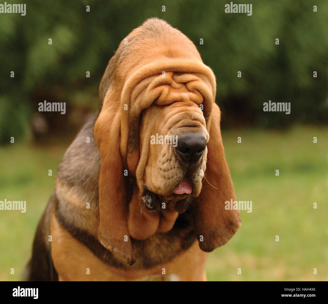 BloodhoundKopfStudie Stockfoto, Bild 126996190 Alamy