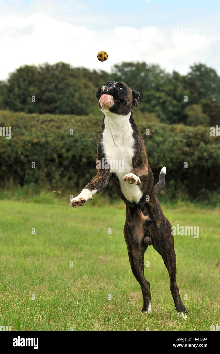 Boxerhund springt für einen Ball Stockfoto