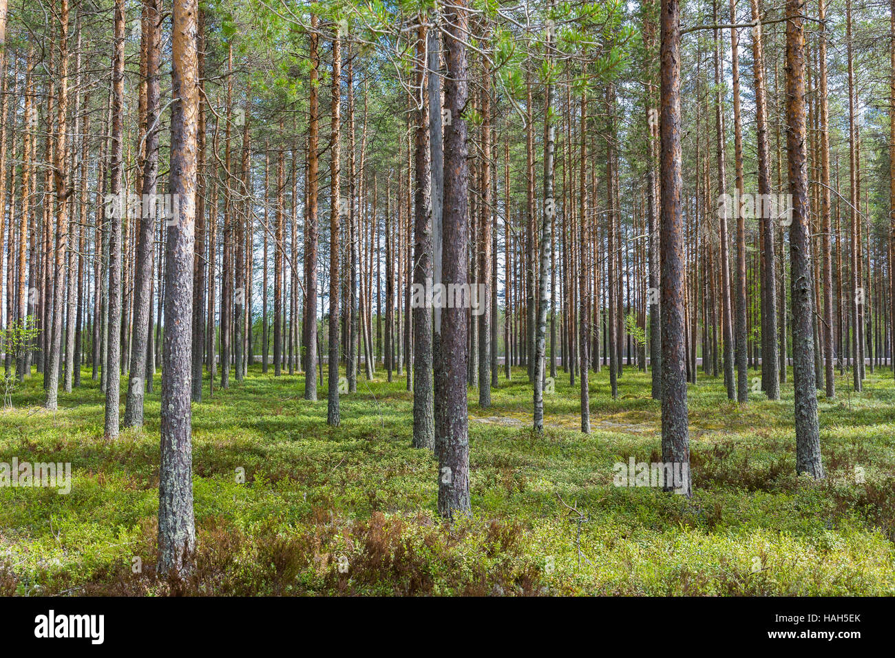 Kiefern (Pinus Sylvestris), Stämme in der finnischen taiga Stockfoto