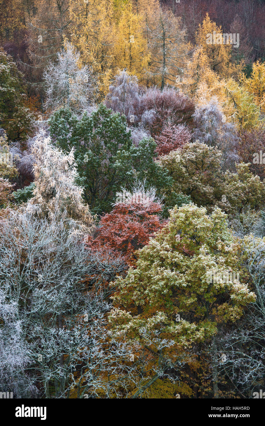 Frostigen Herbst Bäume in den Scottish Borders. Schottland Stockfoto