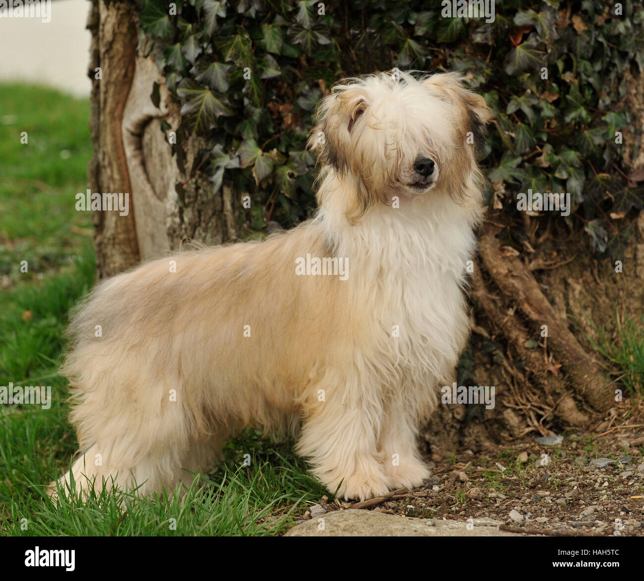 Chinese Crested Powderpuff Stockfotografie Alamy