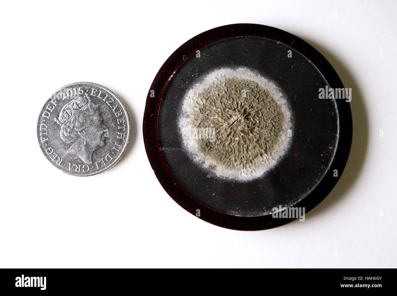 Eine Petrischale, die hält eine Probe von Schimmelpilzen, die Alexander Fleming, die Antibiotika macht von Penicillin zu entdecken, die eines der Elemente ist aktiviert, dass die Funktionen in "Verzeichnis der Sammlungen", ein neu veröffentlicht Leitfaden zur historischen Sammlungen der Universität Edinburgh. Stockfoto