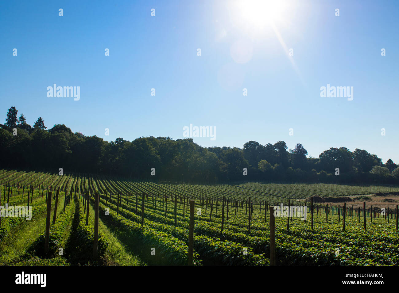 Englische Weinberg an einem sonnigen Tag Stockfoto