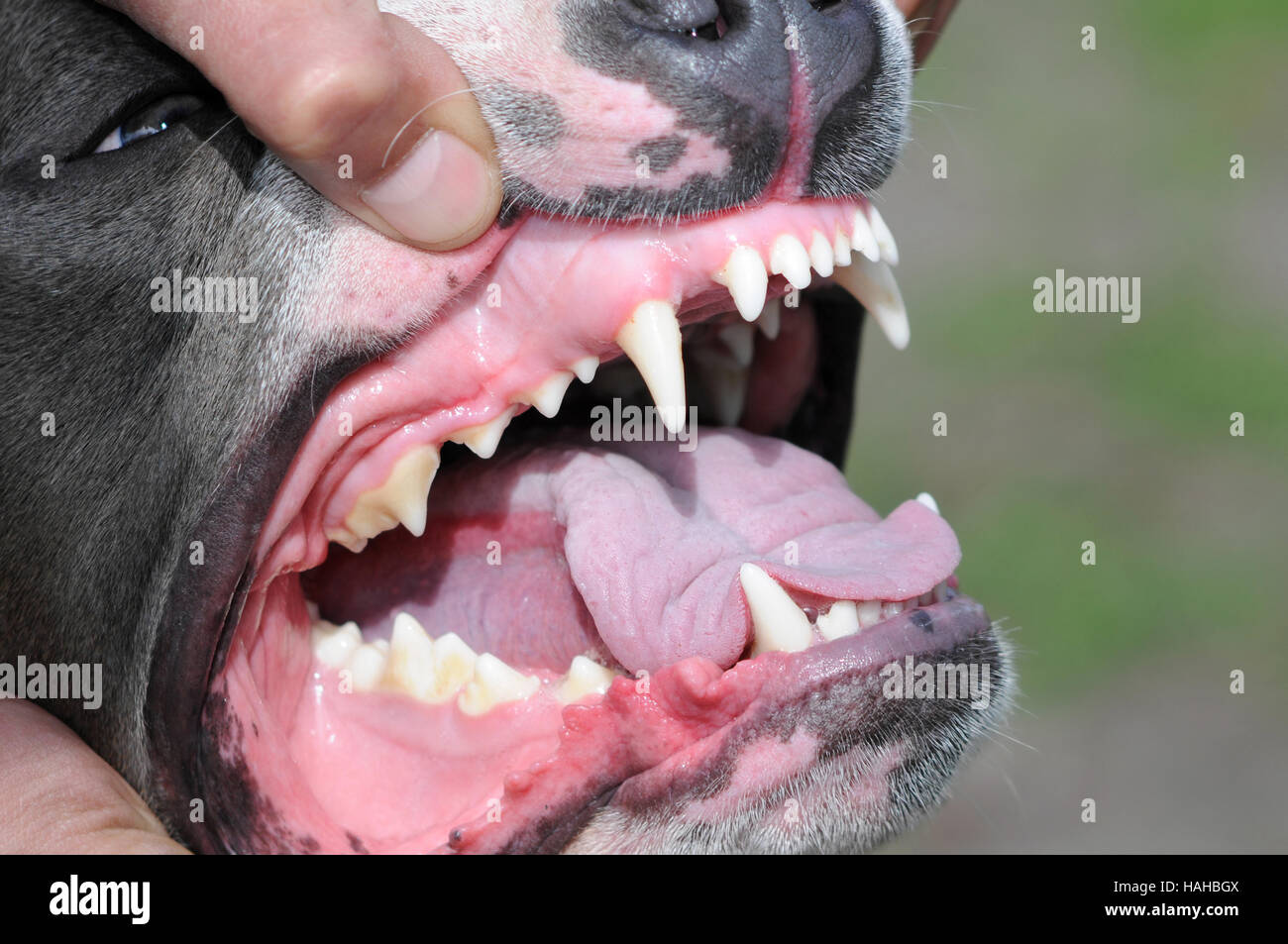 zeigt das Kiefergelenk des Hundes, Zunge Zähne, im freien Stockfoto