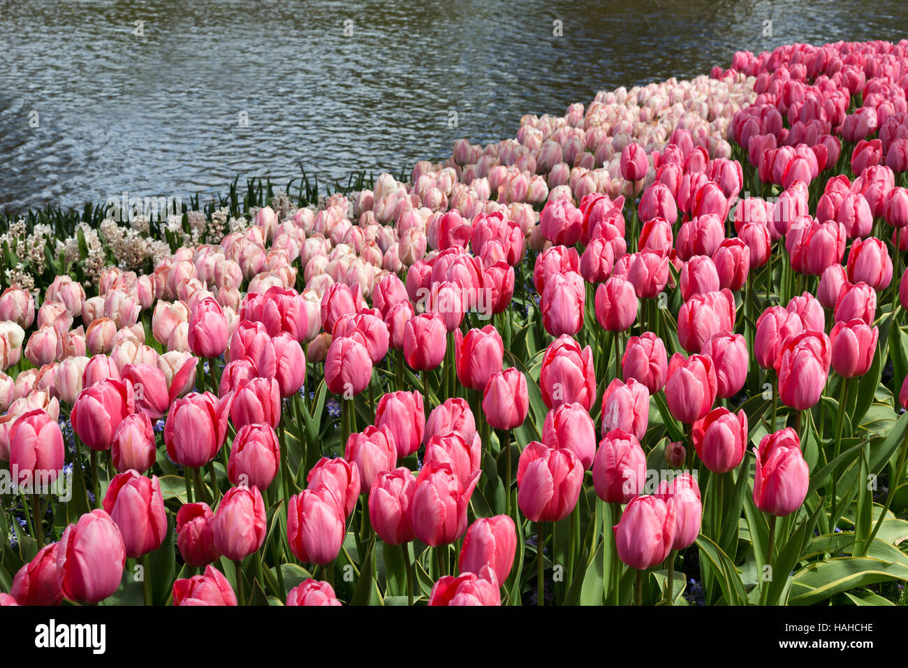 Blumen im Keukenhof Park, lisse Niederlande. Stockfoto