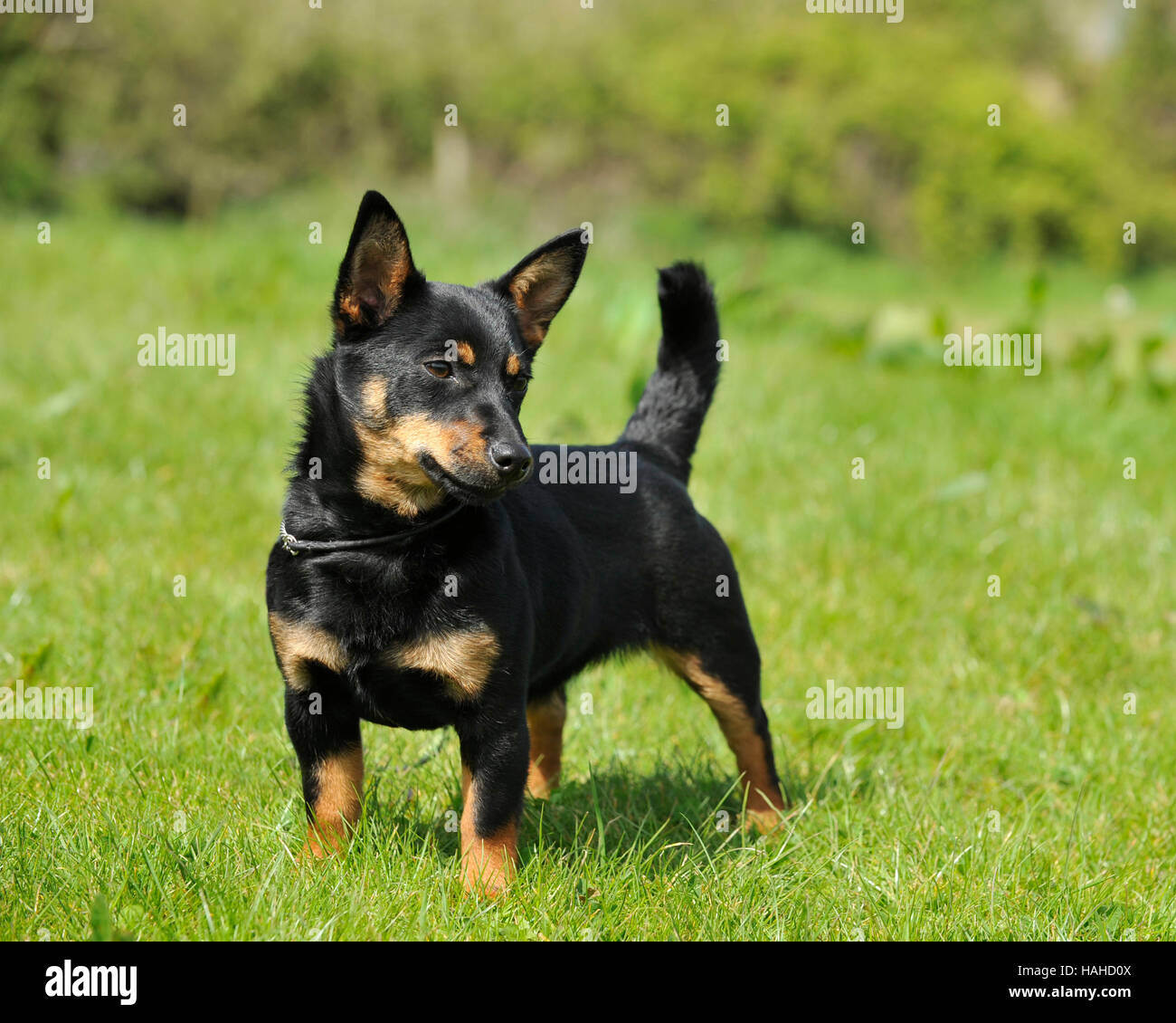 Lancashire Heeler Mannlich Stockfotografie Alamy