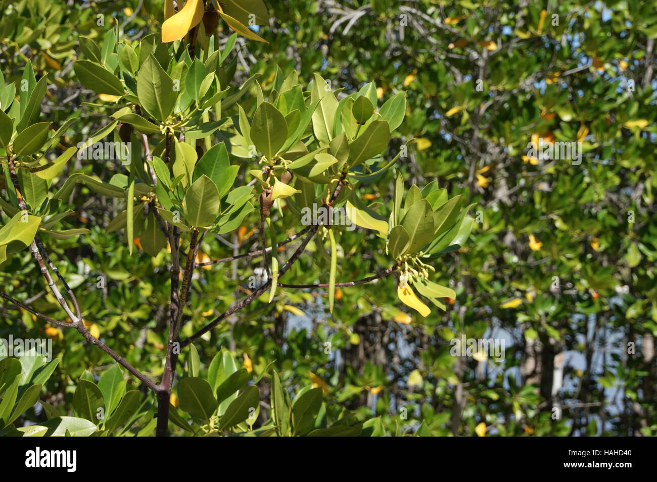 Rhizophora Mucronata, Loop-Wurzel Mangrove, rote Mangrove oder asiatischen Mangroven. Seychellen, Insel Curieuse, Indischer Ozean Stockfoto