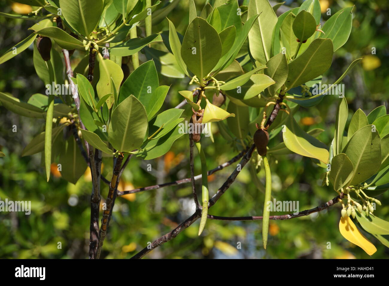 Rhizophora Mucronata mit Brutkörper. Loop-Wurzel Mangrove, rote Mangrove. Seychellen, Insel Curieuse, Indischer Ozean Stockfoto