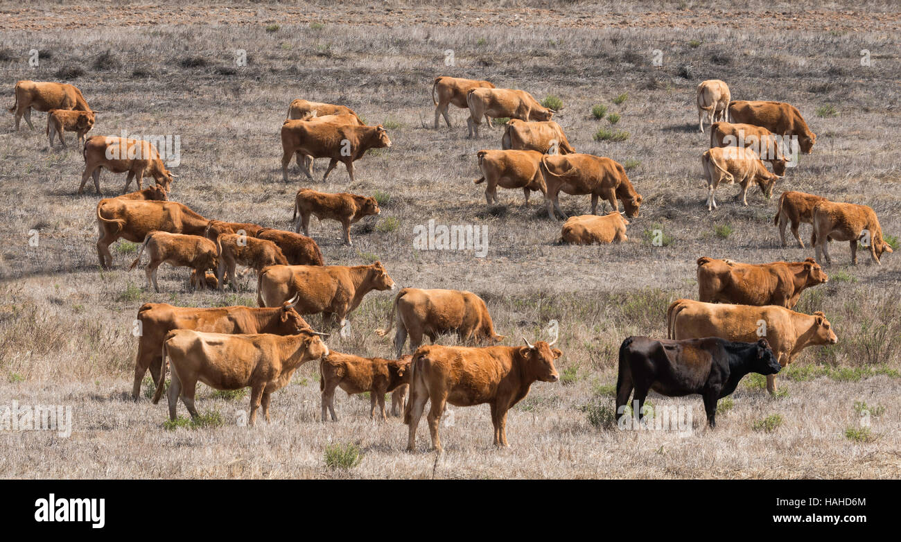 Gruppe von braune Kühe essen aus dem Gebiet in Portugal Alentejo Bergen Stockfoto
