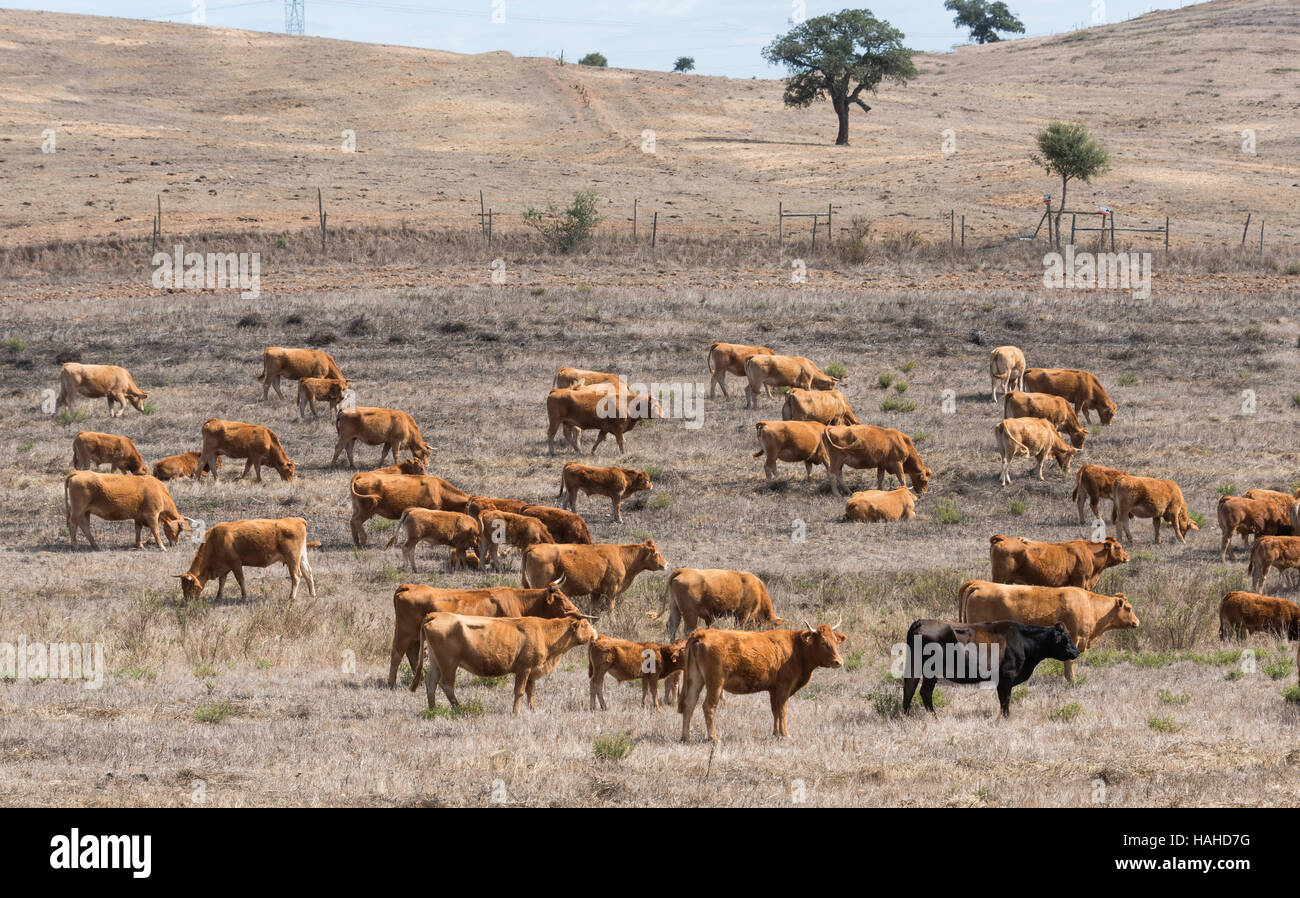 Gruppe von braune Kühe essen aus dem Gebiet in Portugal Alentejo Bergen Stockfoto