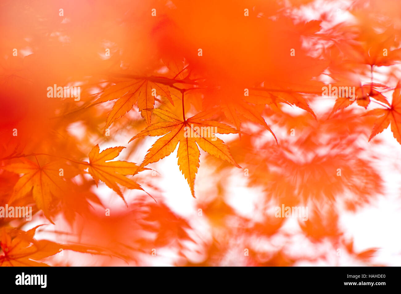 Japanischer Ahorn Baum orange Herbstlaub Stockfoto
