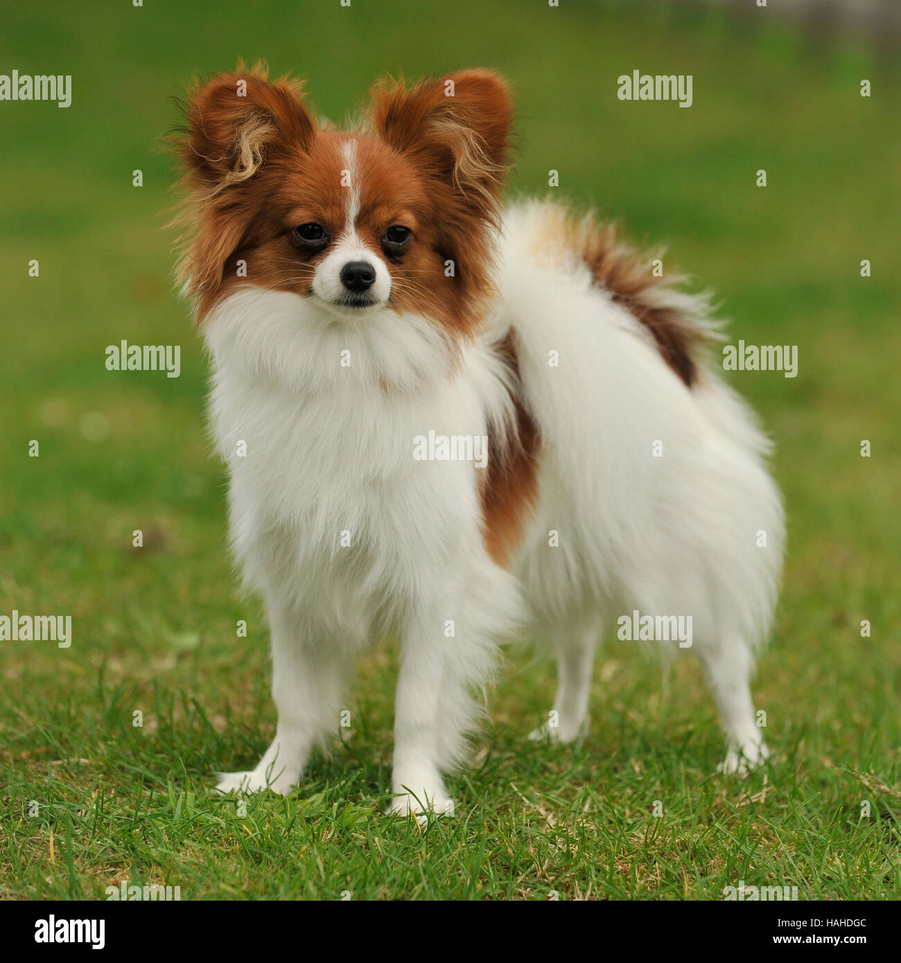  Schmetterling Hund Stockfotos und -bilder Kaufen - Alamy 