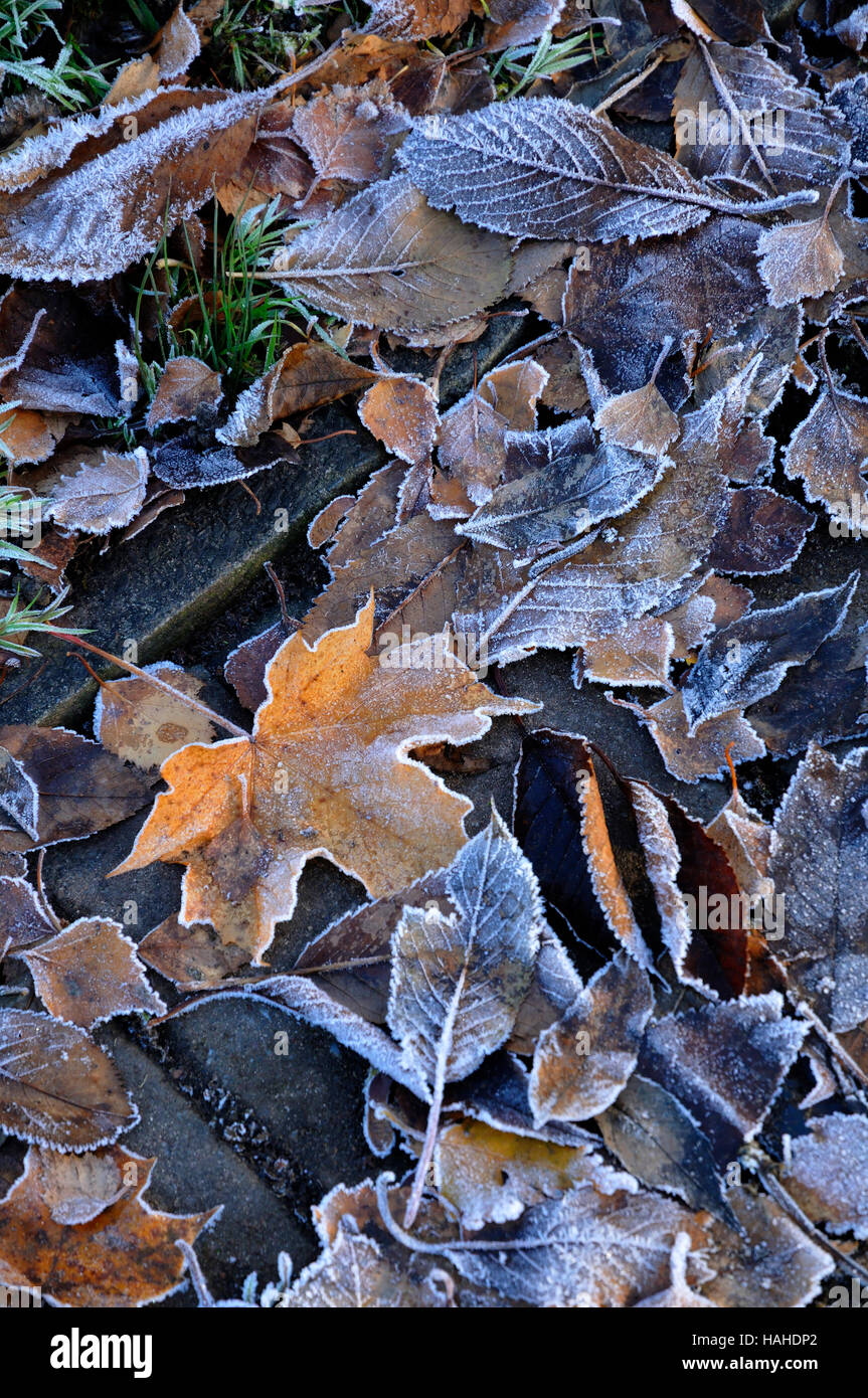 frostige Blätter Stockfoto