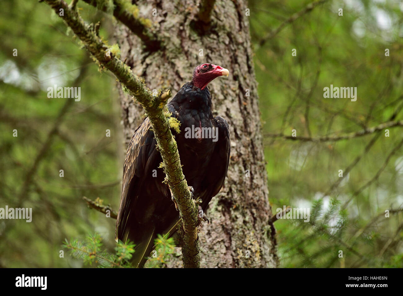 Einem dunklen Türkei Geier (Cathartes Aura) thront auf einem Ast auf der Suche nach Road Kill entlang einer Straße auf Vancouver Island b.c., Kanada. Stockfoto