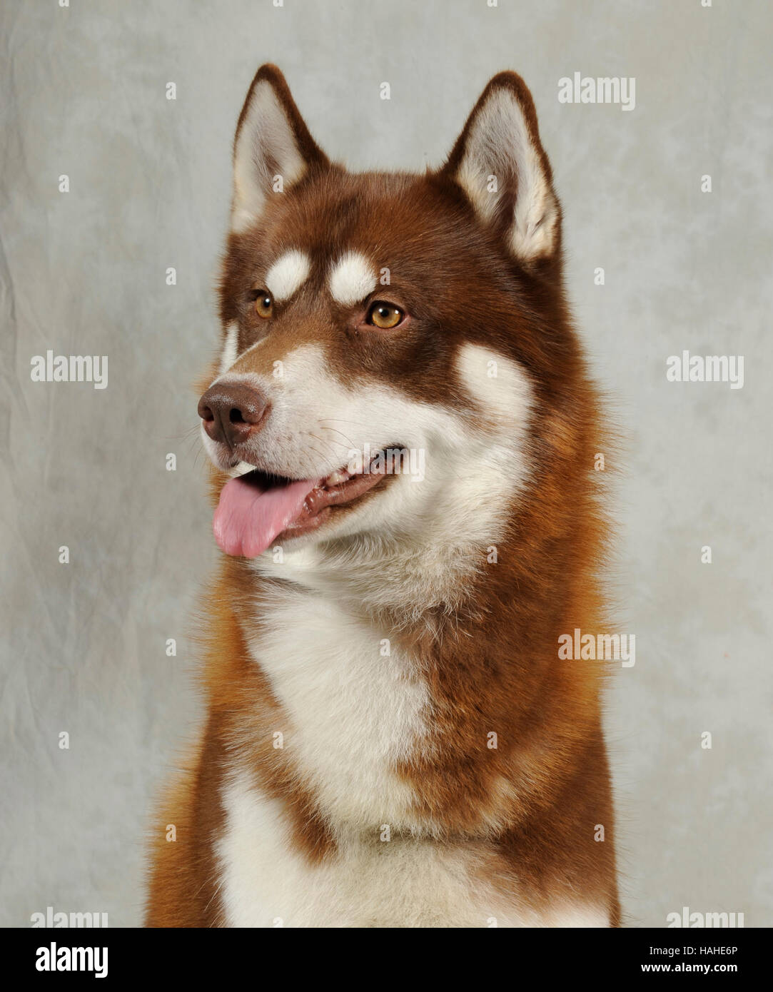 Siberian Husky rot Stockfotografie - Alamy