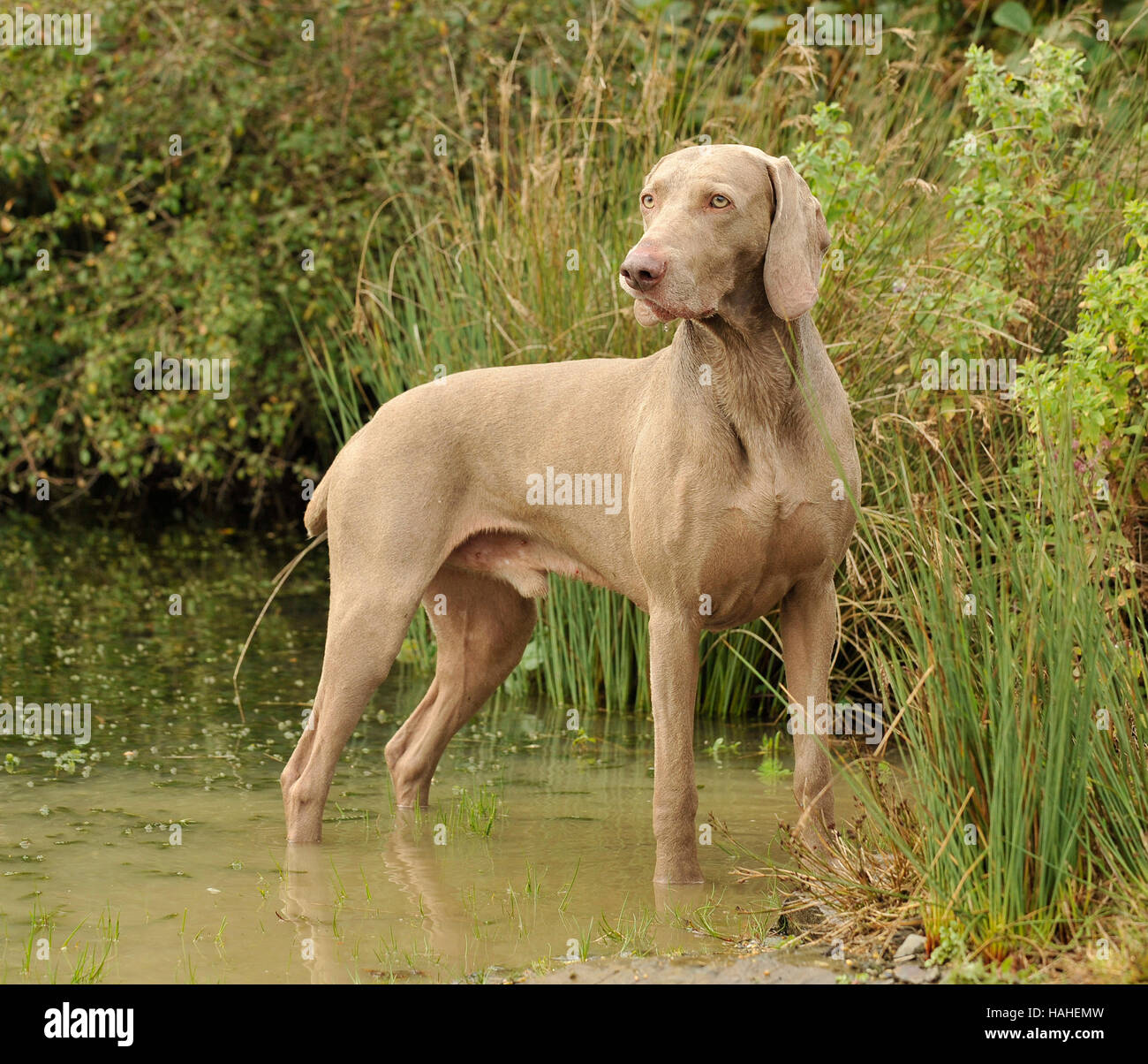 Weimaraner uk angedockt Unterwasser Stockfoto
