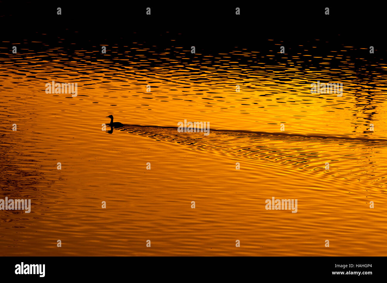 Great Crested Grebe Podiceps Cristatus Schwimmen bei Sonnenuntergang Stockfoto
