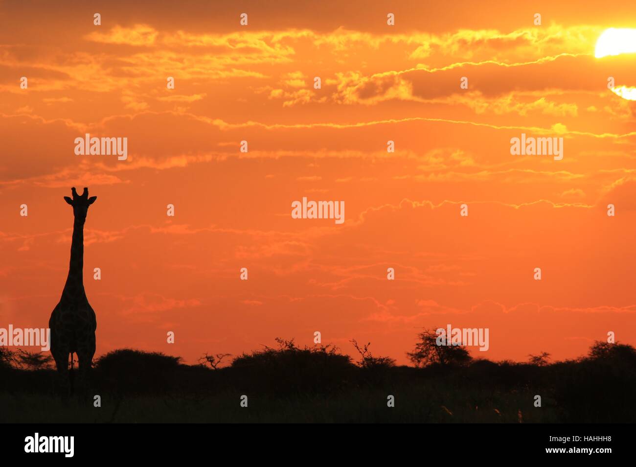Giraffe - afrikanische Tierwelt-Hintergrund - simpel Sonnenuntergang Gold und Farben in der Natur Stockfoto