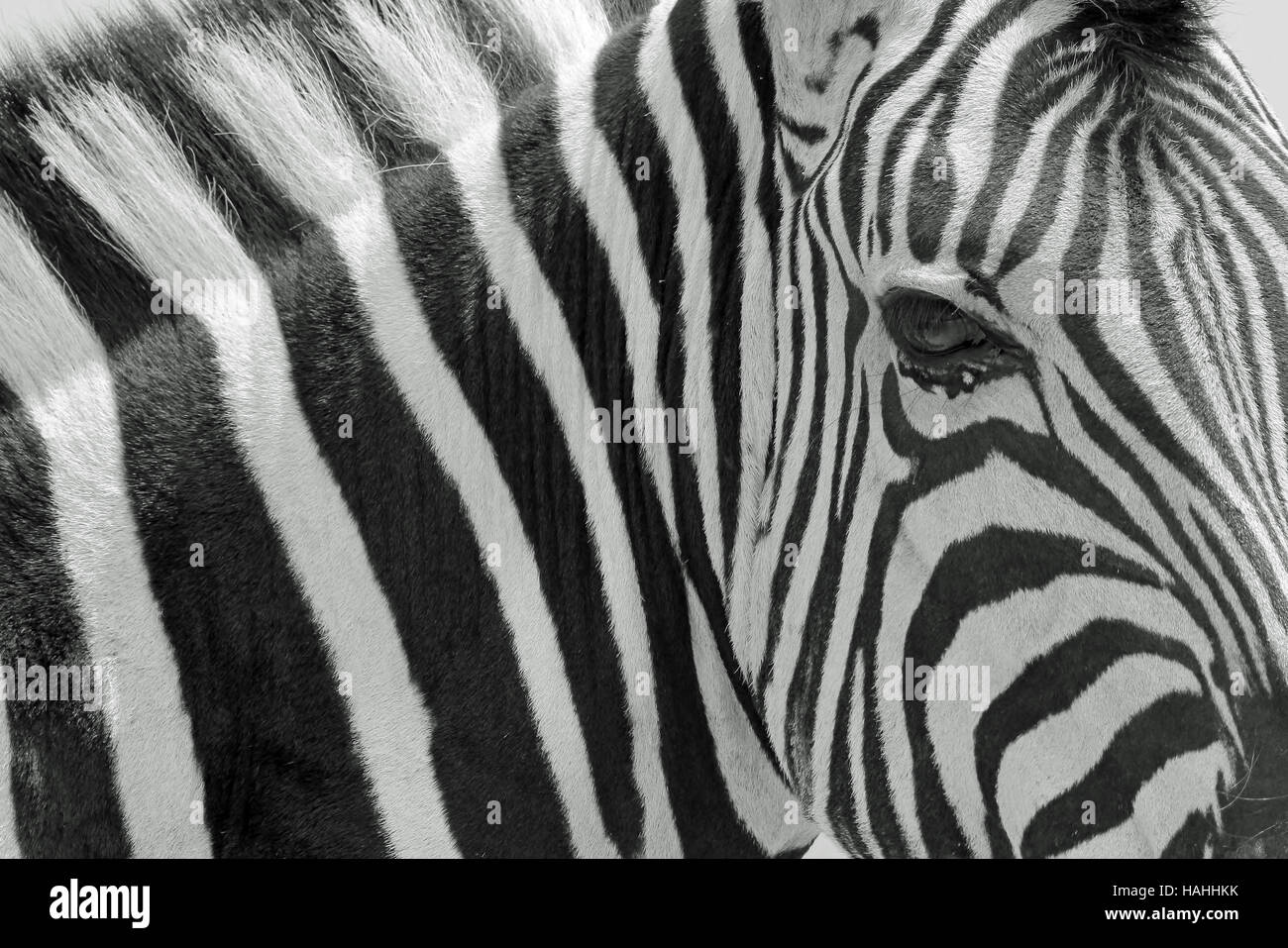 Zebra Stare - afrikanische Tierwelt-Hintergrund - Symbol von Black And White Stripes Stockfoto