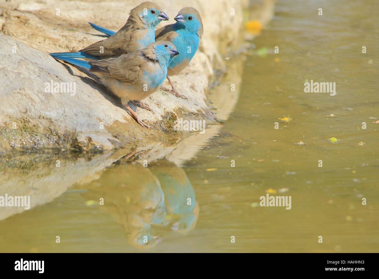 Blaue Wellenastrild - afrikanischen bunten Wildvogel Hintergrund - Reflexion der bunten Freunde Stockfoto