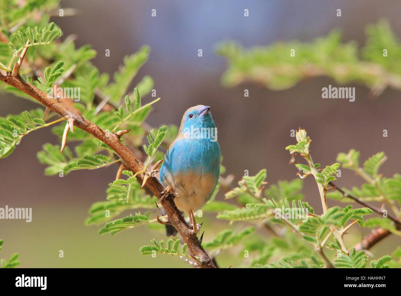 Blaue Wellenastrild - afrikanischen bunten Wildvogel Hintergrund - Barsch der Schönheit unter Dornen Stockfoto