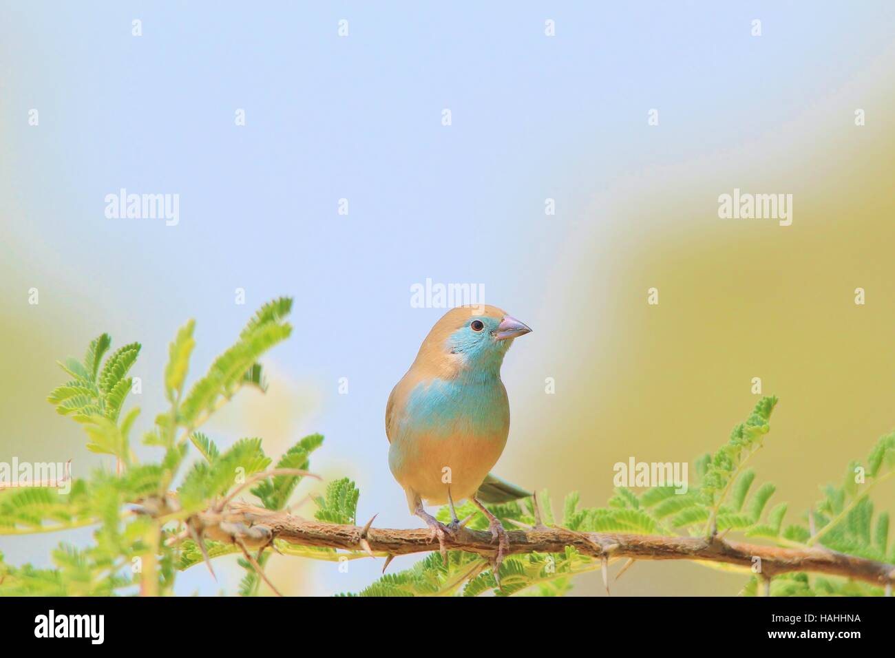 Blaue Wellenastrild - afrikanischen bunten Wildvogel Hintergrund - thront, Farben und Schönheit Stockfoto