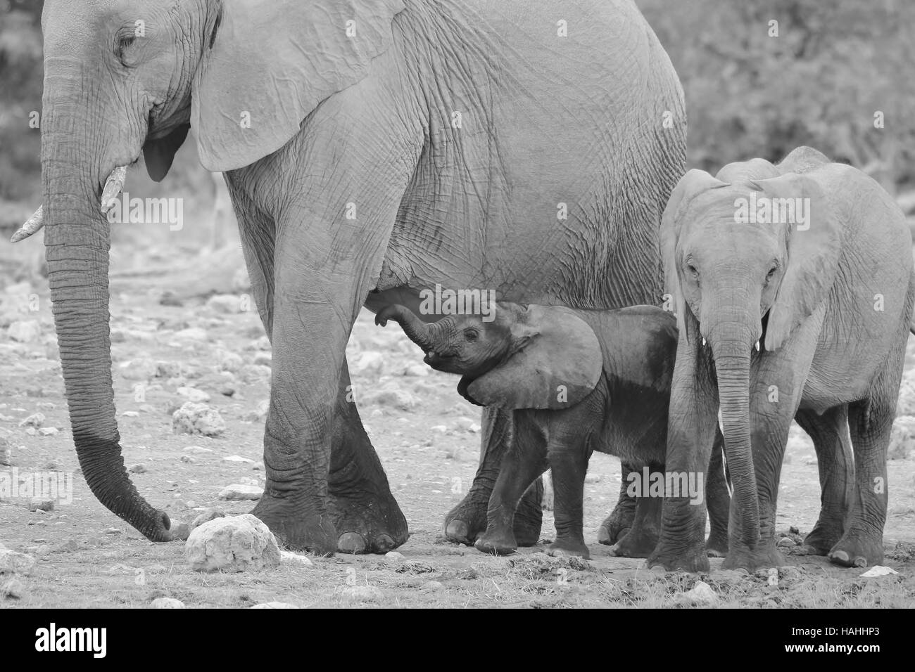 Afrikanischer Elefant - wildlife Hintergrund - säugling Leben Stockfoto