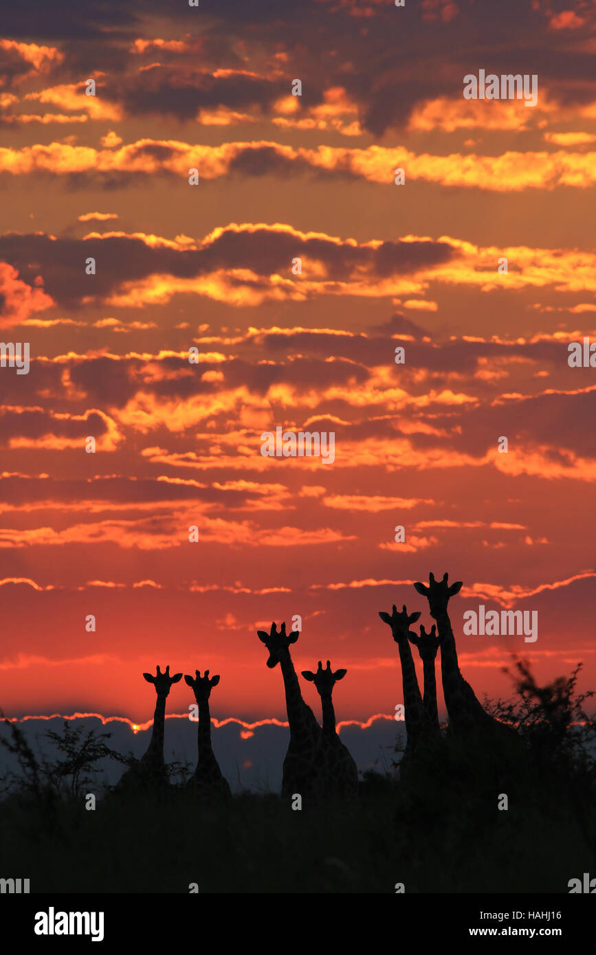 Giraffe Hintergrund - afrikanische Tierwelt-Silhouetten - Farben in der Natur herrliche Stockfoto