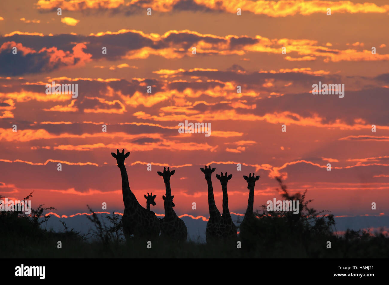 Giraffe Hintergrund - afrikanische Tierwelt-Silhouetten - Himmel voller Wunder und Farben in der Natur Stockfoto