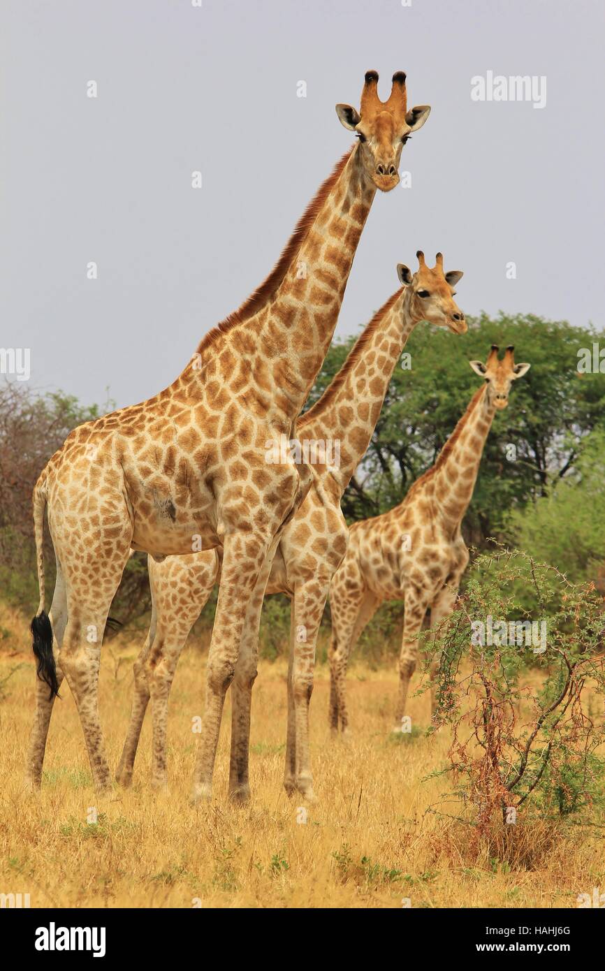 Giraffe - afrikanische Tierwelt-Hintergrund - Bildung von Symmetrie in der Wildnis Stockfoto