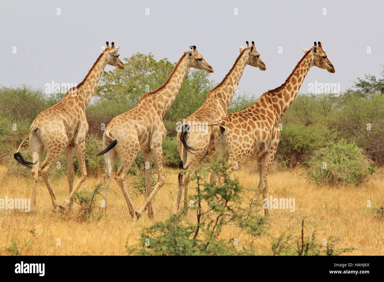 Giraffe - afrikanische Tierwelt-Hintergrund - Herde von Symmetrie Stockfoto