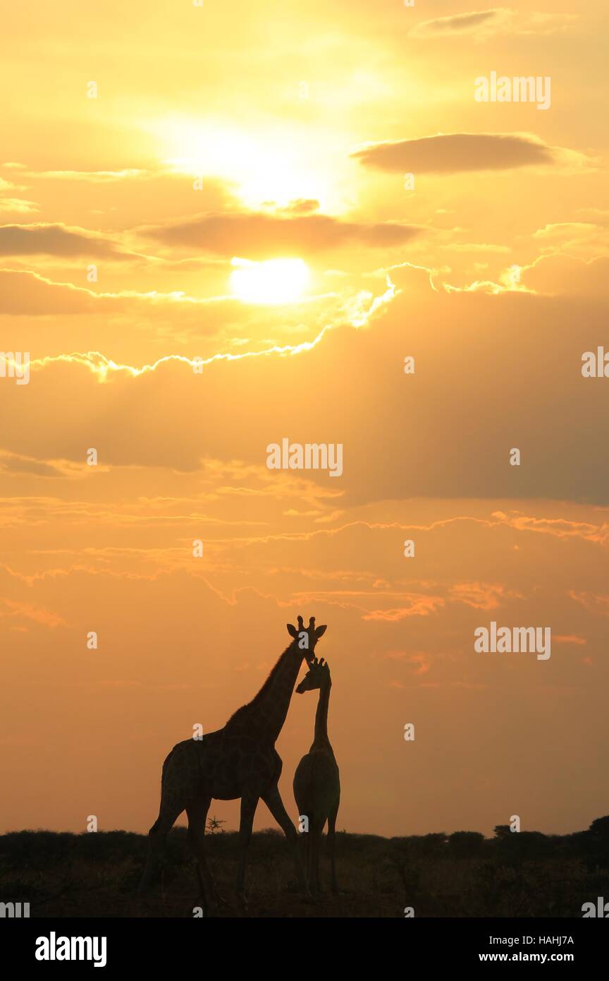 Giraffe Silhouette - afrikanische Tierwelt Hintergrund - cute Natur und farbenprächtige Sonnenuntergänge Stockfoto