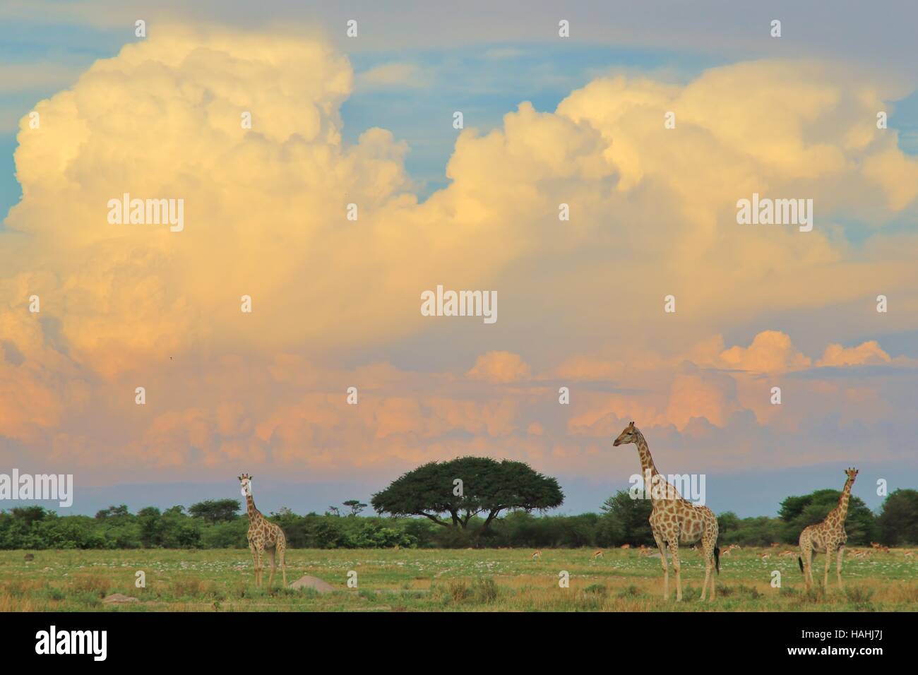Giraffe Hintergrund - afrikanische Tierwelt-Silhouetten - warten auf den Sturm Stockfoto