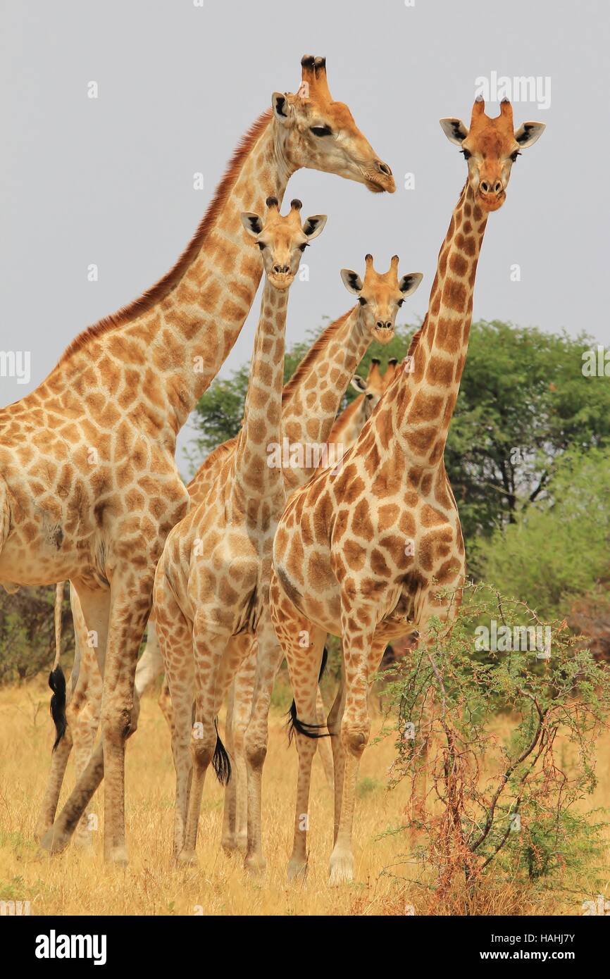 Giraffe - afrikanische Tierwelt-Hintergrund - Herde der symmetrischen Anordnung und starren Stockfoto